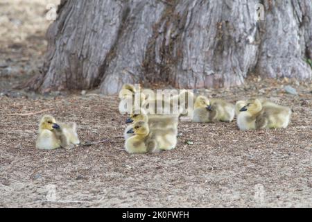 Gros plan sur les gosling, les bernaches du Canada, qui se reposent à l'ombre d'un chêne dans un parc municipal. Banque D'Images