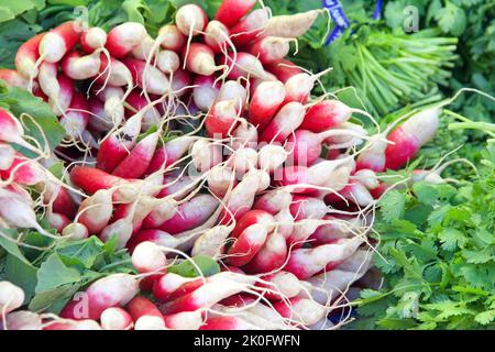 Gros plan de petits pains de radis français rouges et blancs mis en vente sur le marché agricole Banque D'Images