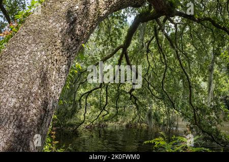 Un grand arbre penche vers le soleil au-dessus de la rivière Ashley en Caroline du Sud. Banque D'Images