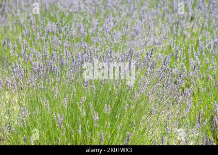 Champ de lavande avec de belles fleurs violettes fleuries, beaucoup d'abeilles collectant le pollen des fleurs. Banque D'Images