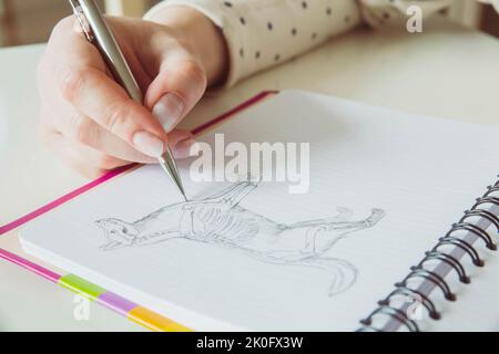 Femme dessine la structure anatomique d'un chien avec un crayon Banque D'Images