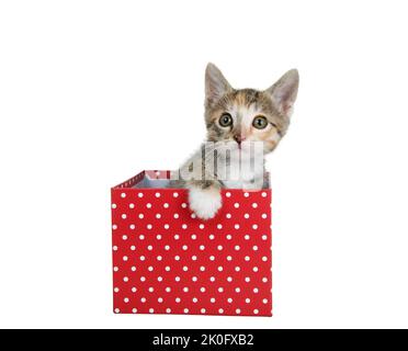 Portrait d'un adorable kitten de mélange de tabby calico sortant d'une boîte cadeau rouge avec des pois blancs, isolé sur blanc. Chaton regardant le spectateur wi Banque D'Images