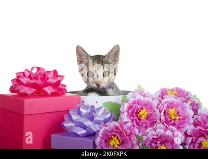 Adorable tabby calico mix chaton portant un col violet avec un peeking de cloche d'un présent mordant propre queue, entouré de boîtes de cadeau colorées et Banque D'Images