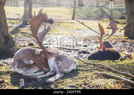 Troupeau de cerfs dans la forêt de printemps au Danemark Banque D'Images