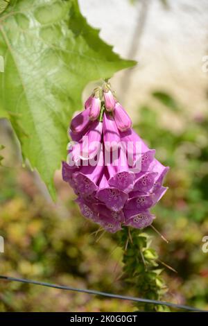 Fingerhut-Digitalis purpurea-Blume-Violet Banque D'Images