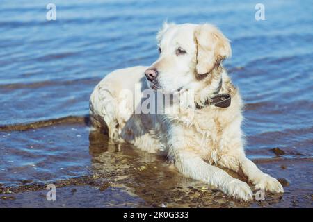 Belle retriever d'or baigne dans la mer Banque D'Images