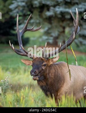 Gros plan du wapiti de taureau (Cervus canadensis nelsoni) pendant l'automne rut Colorado, États-Unis Banque D'Images