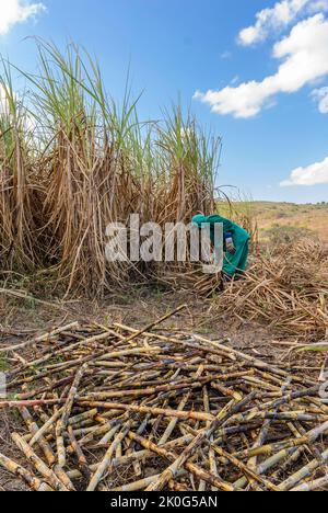 Canne à sucre. Les travailleurs récoltant à la main la canne à sucre biologique à Duas Estradas, Paraiba, Brésil sur 15 décembre 2012. Banque D'Images