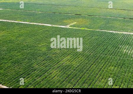 Plantation d'ananas à Bayeux, Paraiba, Brésil sur 2 juillet 2008. L'agriculture brésilienne. Vue aérienne. Banque D'Images