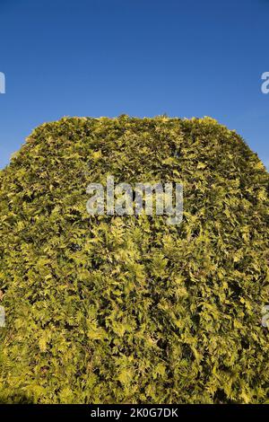 Thuja occidentalis taillé - haie de cèdre contre un ciel bleu clair au printemps. Banque D'Images