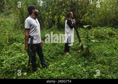 11 septembre 2022, Srinagar, Jammu-et-Cachemire, Inde: Les responsables de la faune cachemiri recherchent un ours sauvage après qu'un civil ait été blessé dans son attaque à Srinagar, Cachemire contrôlé par l'Inde, le dimanche 11 septembre 2022. (Credit image: © Mubashir Hassan/Pacific Press via ZUMA Press Wire) Banque D'Images