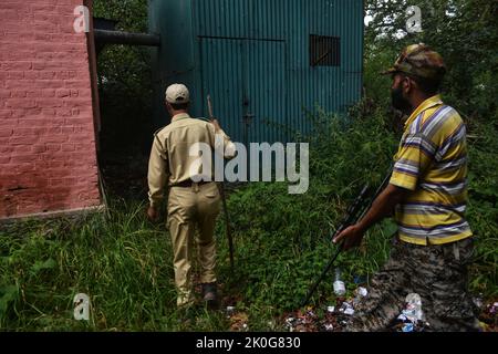 11 septembre 2022, Srinagar, Jammu-et-Cachemire, Inde: Les responsables de la faune cachemiri recherchent un ours sauvage après qu'un civil ait été blessé dans son attaque à Srinagar, Cachemire contrôlé par l'Inde, le dimanche 11 septembre 2022. (Credit image: © Mubashir Hassan/Pacific Press via ZUMA Press Wire) Banque D'Images