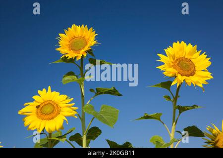 Gros plan de Helianthus annus - tournesol sur ciel bleu en été. Banque D'Images