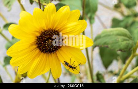 Photographie macro d'un petit insecte qui se trouve sur un grand pétale d'un tournesol sauvage Banque D'Images