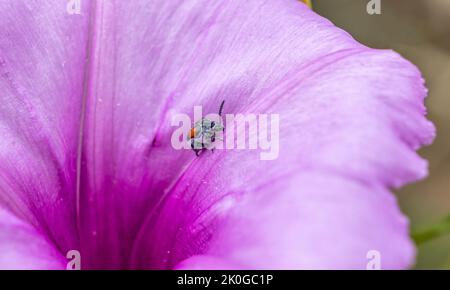 Photographie macro d'un petit insecte qui se trouve sur un grand pétale d'un pétunia sauvage Banque D'Images
