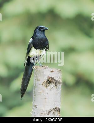 Gros plan sur la région eurasienne de la Magpie en Alaska Banque D'Images