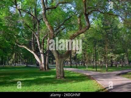 Parc de la ville au printemps. Un arbre avec des branches tortravers sur l'herbe verte dans le Parc de la gloire. Novosibirsk, Sibérie, Russie, 2022 Banque D'Images