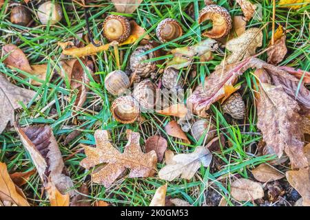 Arrière-plan des glands et des feuilles d'automne sur le sol avec des brins d'herbe verte Banque D'Images