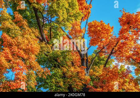 Regardez les arbres d'automne qui remplissent le cadre avec toutes les feuilles colorées et éclatantes contre un ciel bleu brillant Banque D'Images