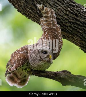 Hibou barré mâle se détendant sur une branche d'arbre. Ce petit hibou interdit était de retour de la chasse et est dans l'humeur de détente. Banque D'Images