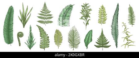 Esquisse des feuilles de fougère. Plantes forestières éléments décoratifs colorés dessinés à la main pour cartes d'invitation et de voeux, collection de plantes. Vecteur botanique Illustration de Vecteur