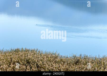 Petit lac Prespa en Macédoine, dans le nord de la Grèce Banque D'Images