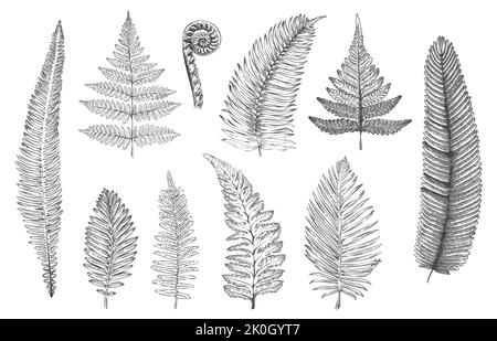 Fougères dessinées à la main. Croquis monochrome de plantes forestières pour carte de vœux et invitations décoration, herbes et feuilles fractales de la forêt tropicale. Tatouage vectoriel Illustration de Vecteur