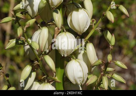 Gros plan de fleurs blanches de la nageoire espagnole variégée Yucca gloriosa 'Variegata' dans un jardin hollandais. Septembre, été Banque D'Images