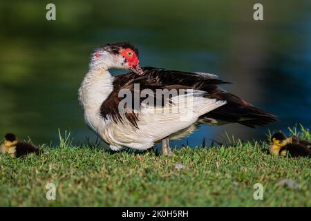 Un foyer sélectif d'un canard de muscovy se taquinant avec un bébé canetons avec l'eau floue Banque D'Images