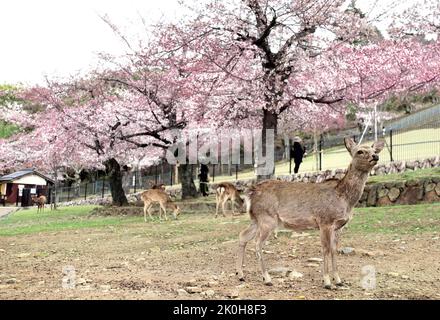 Arbres de sakura en fleurs et cerf de sika (Cervus nippon), Nara, Japon. Célèbre attraction touristique - cerf sauvage dans le parc Nara. Saison des fleurs de Sakura. Bleu cerise Banque D'Images