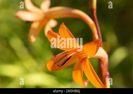 lilly dans la voie de l'eau indigène Banque D'Images