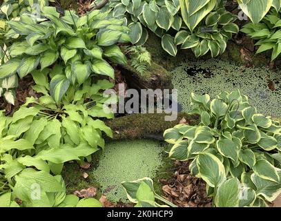 Des plantes hostaa vues autour d'un petit étang de jardin au Royaume-Uni à la fin de l'été. Banque D'Images