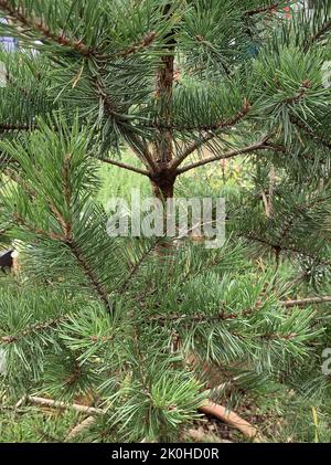 Gros plan d'un jeune pin Pinus sylvestris Scots vu dans le jardin du Royaume-Uni à la fin de l'été. Banque D'Images