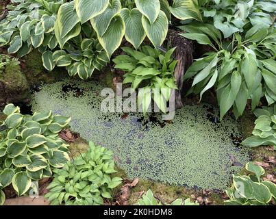 Gros plan d'un petit étang de jardin entouré de plantes hosta. Banque D'Images