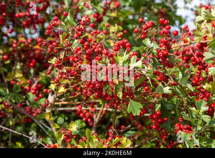 Broussailles de baies rouges, Crataegus monogyna, Sutton, Suffolk, Angleterre, ROYAUME-UNI Banque D'Images