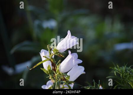 White Canterbury Bell fleurs fleurir dans un jardin, gros plan Banque D'Images