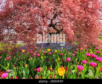 La vue de la pivoine chinoise et des fleurs de tulipe dans la prairie avant l'érable japonais Banque D'Images