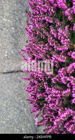 Une photo verticale d'un jardin fleuri d'erica x darleyensis 'darley Dale' Banque D'Images