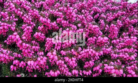 Un jardin fleuri erica x darleyensis 'darley Dale' Banque D'Images