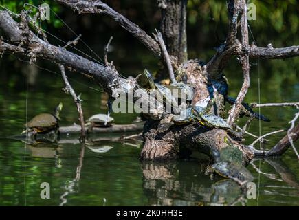 Une belle photo de plusieurs tortues sur les racines d'un arbre Banque D'Images