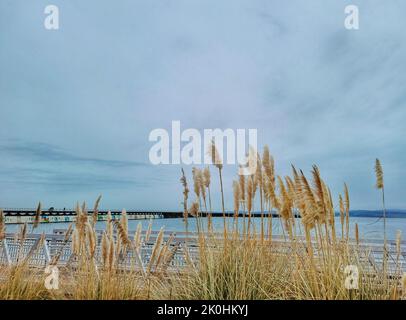 L'herbe de pampas dorée serpentant dans le vent sur les clôtures au bord du lac Banque D'Images