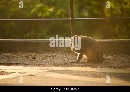 Un macaque rhésus assis sur le sol mangeant quelque chose près de la clôture dans le réservoir Shing Mun, à Hong Kong Banque D'Images