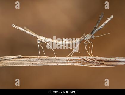 Une paire d'insectes qui s'accouple sur un bâton de bambou Banque D'Images
