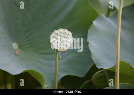 Un Lotus unique et non fleuri avec des feuilles géantes Banque D'Images