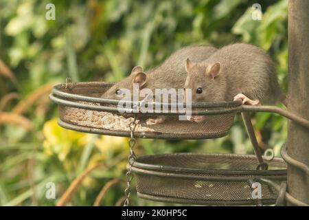 Deux rats bruns, Rattus norvegicus, mangeant des graines de tournesol provenant de mangeoires d'oiseaux Banque D'Images