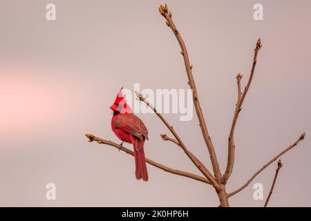 Photo sélective d'un oiseau cardinal du nord perché sur une branche avec un arrière-plan flou Banque D'Images