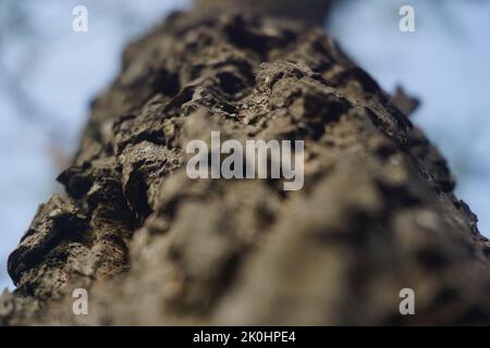 Gros plan à faible angle d'un tronc d'arbre, mise au point sélective Banque D'Images