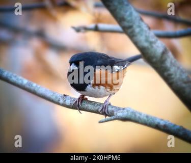 Un gros plan d'un mâle de l'est de towhee, Pipilo erythalmus, sur la branche. Banque D'Images
