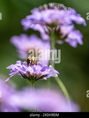 Un cliché vertical d'une abeille sur une petite fleur scabieuse avec un arrière-plan flou Banque D'Images