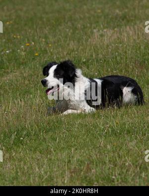 Un vertical d'un chien de troupeau noir et blanc Border Collie décalage dans un pré Banque D'Images